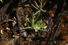 Drosera aquatica