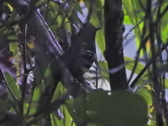 Pyriglena leucoptera