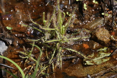 Drosera aquatica