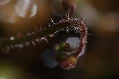 Drosera aquatica
