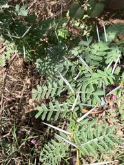 Vachellia xanthophloea