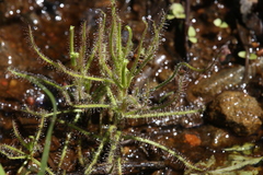Drosera aquatica