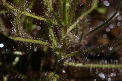 Drosera aquatica