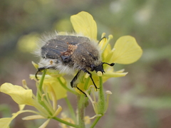Tropinota squalida canariensis
