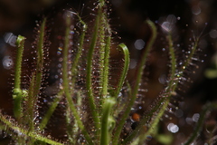 Drosera aquatica