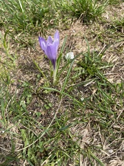 Crocus neapolitanus