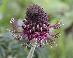 Podandrogyne densiflora