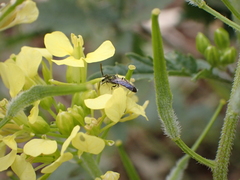 Lasioglossum loetum