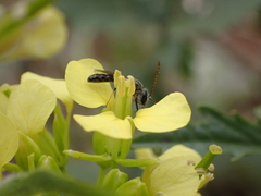 Lasioglossum loetum