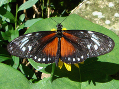 Heliconius hecalesia