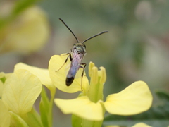Lasioglossum loetum