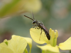 Lasioglossum loetum