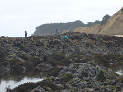 Arctocephalus townsendi