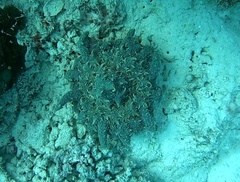 Phyllodiscus semoni