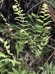 Coryphopteris angulariloba