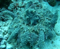 Phyllodiscus semoni