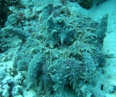Phyllodiscus semoni