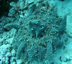 Phyllodiscus semoni