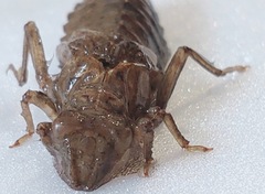 Nihonogomphus viridis