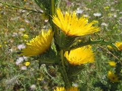 Scolymus grandiflorus