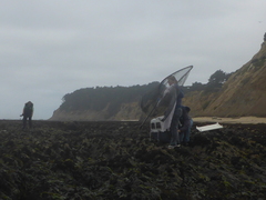 Arctocephalus townsendi