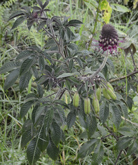 Podandrogyne densiflora