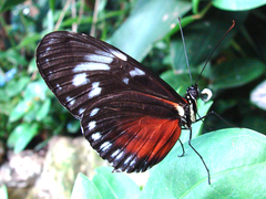 Heliconius hecalesia