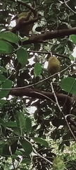Aegle marmelos