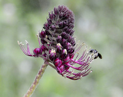 Podandrogyne densiflora