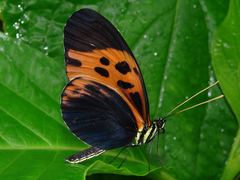 Heliconius numata bicoloratus