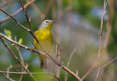 Leiothlypis ruficapilla image