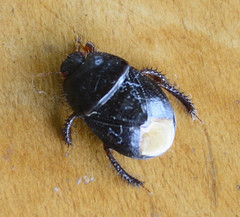 Sehirus luctuosus