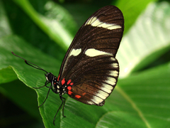 Heliconius sara theudela