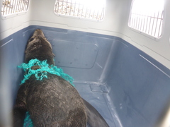 Arctocephalus townsendi