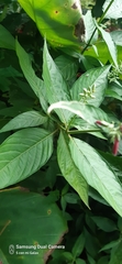 Dianthera secunda