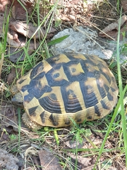 Testudo hermanni