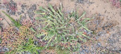 Euphorbia caput-medusae