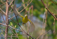 Leiothlypis ruficapilla image