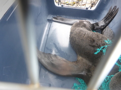 Arctocephalus townsendi