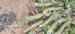Euphorbia caput-medusae