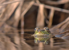 Media resource of Lithobates clamitans