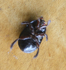 Sehirus luctuosus