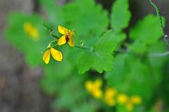 Chelidonium majus