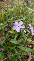 Phlox stolonifera