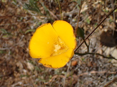 Calochortus clavatus