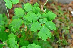 Chelidonium majus