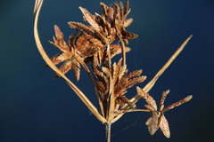 Cyperus nitidus