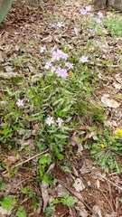 Phlox stolonifera