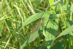 Calopteryx splendens