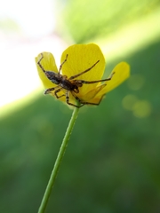 Anyphaena accentuata